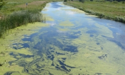 Чернігівські екологи – про причини та наслідки цвітіння води влітку –  ЧЕline |